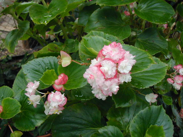 B. ‘Apple Blossom’